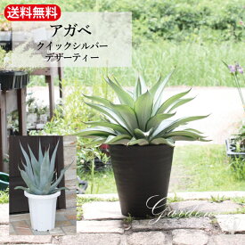 アガベ デスメッティアナ クイック シルバー シルバースター　リュウゼツラン科 AgavaceaeAgave desmettiana ベネズエラアガベ　多肉植物 インドアグリーン 苗 観葉植物 引越祝い 開店祝い 新築祝い プレゼント 贈り物 7号　【送料無料】小型 乾燥に強い　男前　カッコイイ
