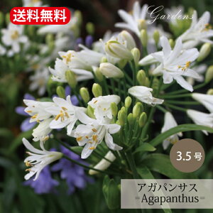 AKpTX c  3.5 3.5 ԕc h c Sҁyz ĉԕc@TLNV Nq qKoi ؂ t[AWg zCg@A x_ A