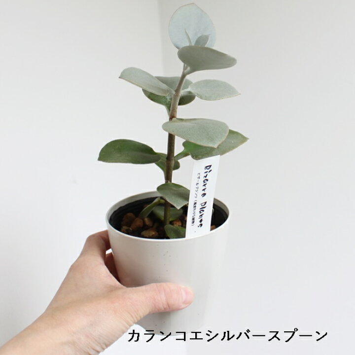 楽天市場】選べる 多肉植物 バラエティ お得 3.5号 3.5寸 