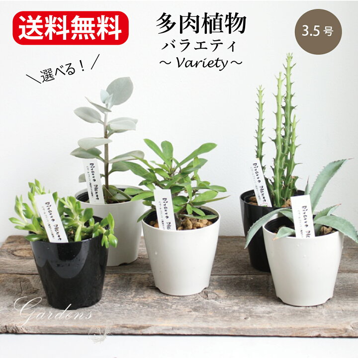 楽天市場】選べる 多肉植物 バラエティ お得 3.5号 3.5寸 