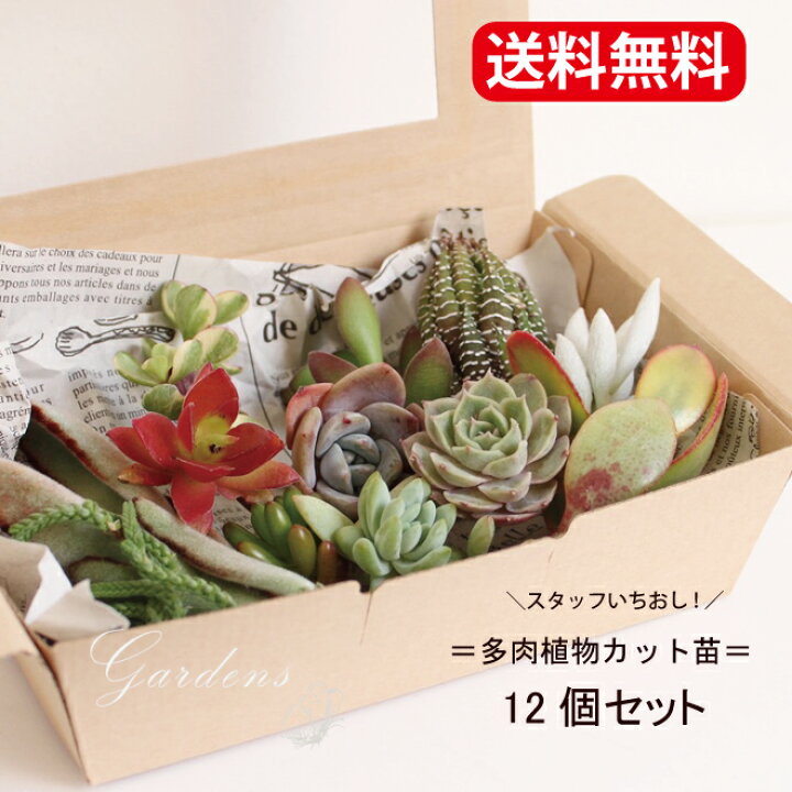 楽天市場】多肉植物 寄せ植え 多肉植物 福袋 カット 苗 「12個セット 