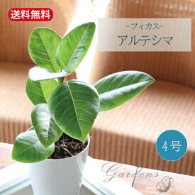 フィカス　アルテシマ　4号　4寸　インドアングリーン インテリア おしゃれ 　育てやすい　マイナスイオン 在宅ワーク おうち時間　観葉植物 　引越祝い 開店祝い 新築祝い プレゼント 贈り物 【送料無料】 男前　カッコイイ