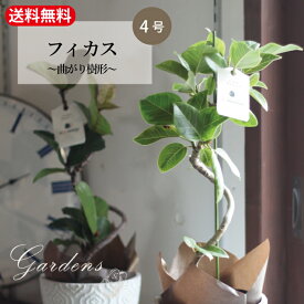 観葉植物　フィカス　4号　4寸 ficus 　曲がり樹形　苗　アルテシマ　インドアングリーン インテリア おしゃれ 　育てやすい　マイナスイオン 在宅ワーク おうち時間　引越祝い 開店祝い 新築祝い プレゼント 送料無料 男前　カッコイイ