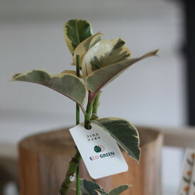 観葉植物　フィカス　4号　4寸 ficus 　曲がり樹形　苗　アルテシマ　インドアングリーン インテリア おしゃれ 　育てやすい　マイナスイオン 在宅ワーク おうち時間　引越祝い 開店祝い 新築祝い プレゼント 送料無料 男前　カッコイイ