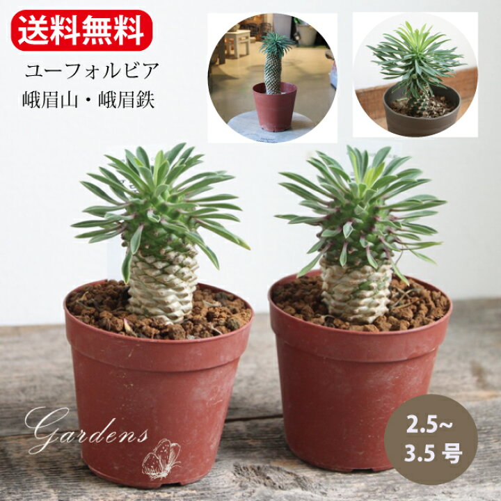 楽天市場】ユーフォルビア 峨眉鉄 峨眉山 ソテツキリン 2.5〜3.5号 2.5 