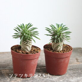 ユーフォルビア　峨眉鉄 峨眉山 ソテツキリン　2.5〜3.5号　2.5〜3.5寸　　峨眉山×鉄甲丸　多肉植物　インドアグリーン 苗 観葉植物 引越祝い 開店祝い 新築祝い プレゼント 贈り物 【送料無料】男前　カッコイイ