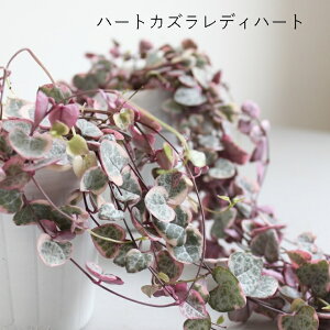 n[gJY fBn[g 2POTZbg@2.5 2.5 @@JY@n[g@@ChAO[@Á@c K[fjO ϗtA ChAO[@񂹐A@΂鐫 