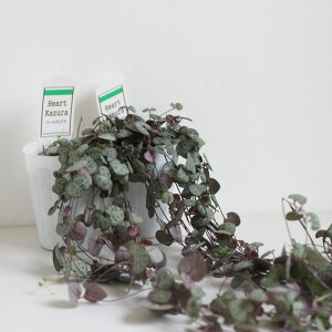 n[gJY fBn[g 2POTZbg@2.5 2.5 @@JY@n[g@@ChAO[@Á@c K[fjO ϗtA ChAO[@񂹐A@΂鐫 