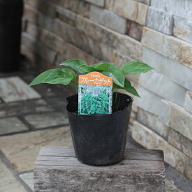 【マラソン期間限定★エントリーでP10倍+MAX10％OFFクーポン】ギボウシ　ホスタ　3.5寸 苗　フランシスウィリアムズ　ブルーカデット　ゴールデンティアラ　　カラーリーフ　寄せ植え　宿根草 耐寒性 夏花苗 【送料無料】シェードガーデン　庭　園芸　ガーデニング