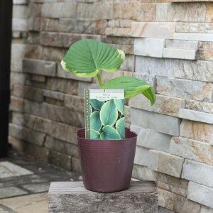 y}\ԌGg[łP5{zM{EV@zX^@ @4@4 c@S[hX^_[h@gCCg@pgIbg @@J[[t@񂹐A@h ϊ 