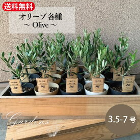 オリーブ　3.5-7号　3.5-7寸　花木 庭木　灌木　常緑樹 耐暑性　耐寒性　苗　【送料無料】