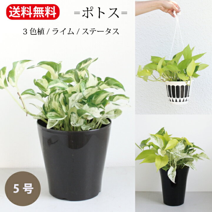 楽天市場】観葉植物 ポトス 「 ライム ハンギング / ポトス ステータス 