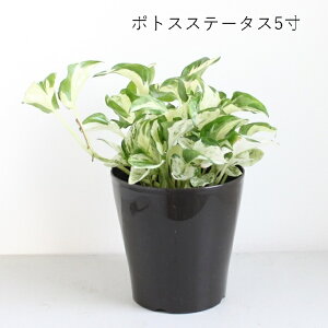 ϗtA |gX u C nMO / |gX Xe[^X / 3FA vXe[^X@5@5@C@}[u@O[ }[uJY @鐫 ݂  CeA 