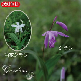 シラン　各種　2POTセット　斑入り ／ 斑なし　Bletilla striata　紫蘭 苗 3.5号 3.5寸 青　紫　黄　白　花苗 宿根草 苗 初心者【送料無料】 夏花苗　ラン科　ラン 切り花 フラワーアレンジメント ホワイト　山野草　口紅 ブルー　白花　サンチョウ　シラン