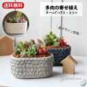 父の日 母の日 多肉 母の日 ギフト 多肉植物 「 多肉の寄せ植え　スアベ ミニ・スアベ オーバル 」 1POT オーバル 鉢植え　多肉植物 寄せ植え 陶器 多肉植物 苗 多肉 インドアグリーン 観葉植物 ミニサイズ