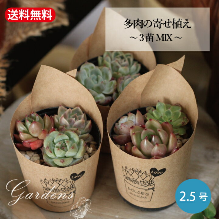 楽天市場】多肉植物 寄せ植え 多肉植物 鉢 多肉の寄せ植え セネシオ3 