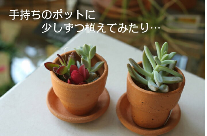 楽天市場】多肉植物 寄せ植え 多肉植物 福袋 カット 苗 「12個セット  