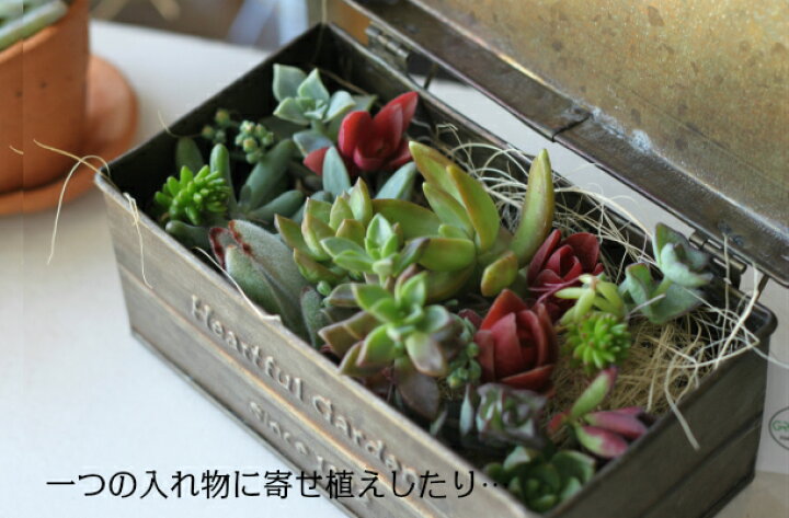 楽天市場】多肉植物 寄せ植え 多肉植物 福袋 カット 苗 「12個セット  