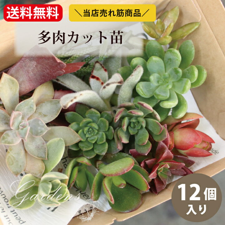 楽天市場】多肉植物 寄せ植え 多肉植物 福袋 カット 苗 「12個セット  