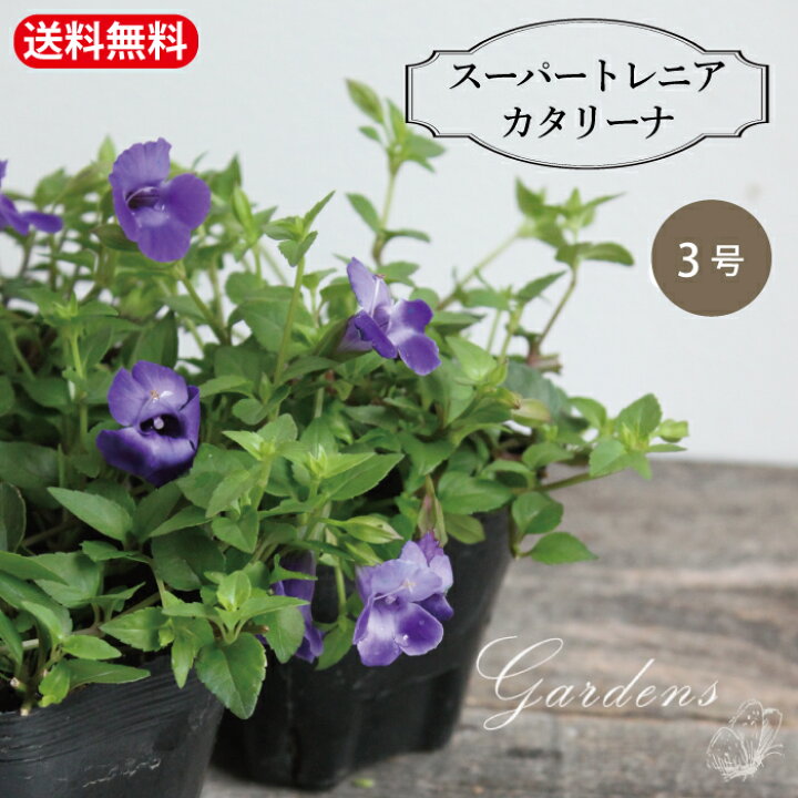 楽天市場】○4/4〜10☆エントリーで＋P10倍＆最大10％OFFクーポン 