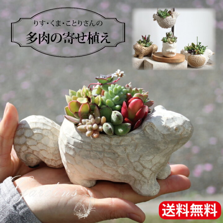 楽天市場】多肉植物 寄せ植え 多肉の寄せ植え リス ポット 多肉植物の  