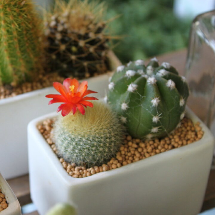 楽天市場 サボテン 2pセット 寄せ植え 陶器鉢付 インテリア ミニ さぼてん 多肉 観葉植物 苗 さぼてん グリーン Saboten シンプル 鉢 白 花サボテン 癒し 送料無料 Gardens ガーデンズ
