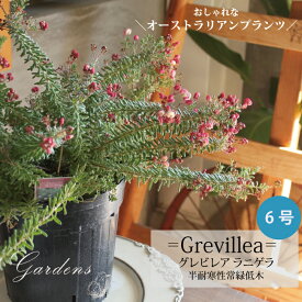 ＼4/25限定！抽選で100％ポイントバック／グレビレア 「 ラニゲラ 」 GREVILLEA LANIGERA オーストラリアンプランツ　グレヴィレア 　苗　6号　6寸 観葉植物　庭木　低木　可愛い　オシャレ　【送料無料】