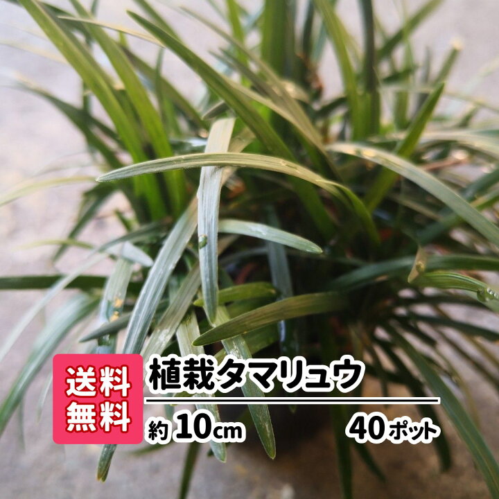 楽天市場 送料無料 植栽タマリュウ 40ポット グランドカバー アプローチ 玄関回り 庭園 坪庭 駐車場 ガーデニング 観葉植物 花苗 スリット 目地 コンクリート 雑草対策 ガーデンステージ