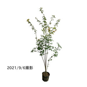イロハモミジ 株立 盆栽 植木の人気商品 通販 価格比較 価格 Com