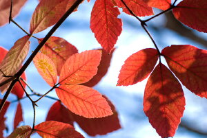 y^izOXmLiږ̖؁j P 2.5mO Inc V{c[ t