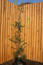 セイヨウヒイラギ（西洋柊）/サニーフォスター 樹高1.2m前後 ポット苗 シンボルツリー 常緑樹