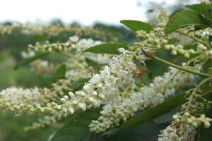 Euiߖ@j  1.5mO Inc V{c[ tyiwsz