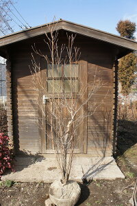 Euiߖ@j  2.0mO Inc V{c[ tyiwsz