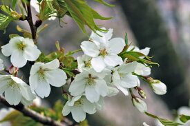 【大型商品】桜（サクラ）/オオシマザクラ（大島桜） 樹高2.5m前後 露地苗 シンボルツリー 落葉樹