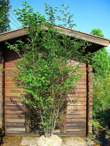 y^izAu`  2.5mO Inc  t