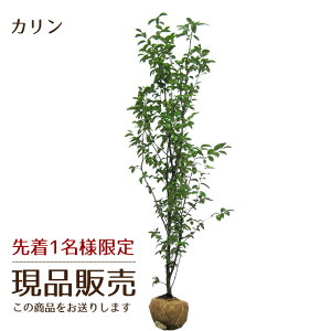 カリン 盆栽の人気商品 通販 価格比較 価格 Com カリン 盆栽の人気商品 通販 価格比較 価格 Com