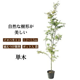 【お試し価格】イロハモミジ 単木 樹高1.2〜1.5m前後 ポット苗 自然樹形で育てるシンボルツリー 落葉樹 庭木 伊呂波紅葉