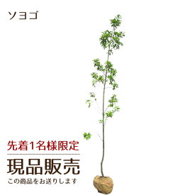 楽天市場 常緑樹 ソヨゴ シンボルツリーの通販