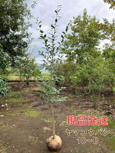 lyiz}REoV P 2.2`2.5mOi܂ށj Inc  t R΂i^ij