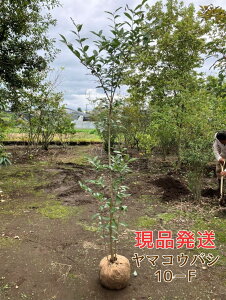 lyiz}REoV P 2.2`2.5mOi܂ށj Inc  t R΂i^ij