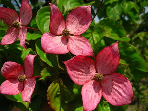 ヤマボウシ 赤花 盆栽 植木の人気商品 通販 価格比較 価格 Com ヤマボウシ 赤花 盆栽 植木の人気商品 通販 価格比較 価格 Com