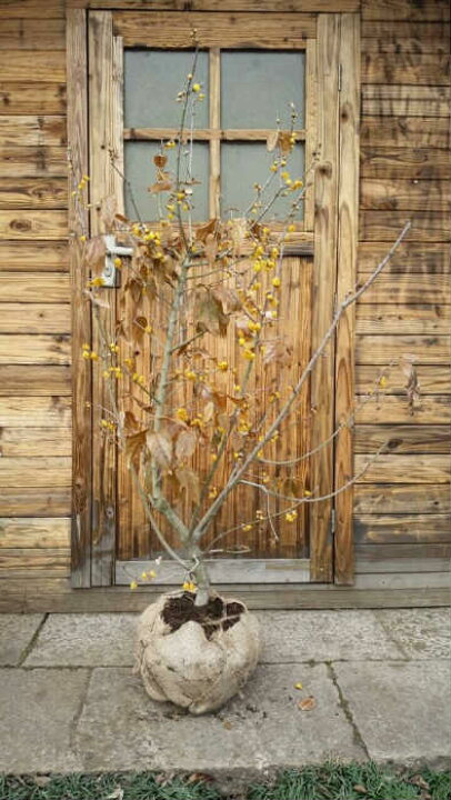 楽天市場】ロウバイ（蝋梅） 樹高1.5m前後 露地苗 シンボルツリー 