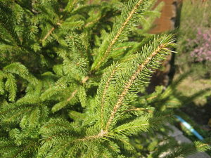 hCcgEq 1.0mO Inc V{c[ Ύ