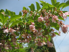 楽天市場 エゴノキ ピンク 花 ガーデン Diy の通販