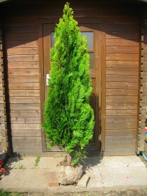 エレガンテシマ 樹高2.0m前後 露地苗 シンボルツリー 常緑樹