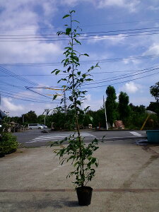 TJLij/zTJLi{j 1.5mO |bgc V{c[ Ύ