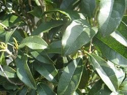 楽天市場 シンボルツリー キンモクセイ ガーデンタウン