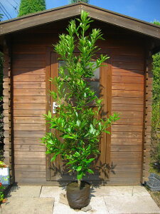 }eoVC 1.8mO Inc V{c[ Ύ