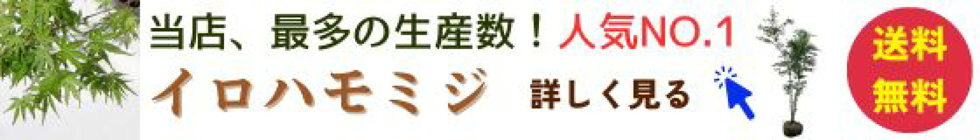 イロハモミジのページはこちら