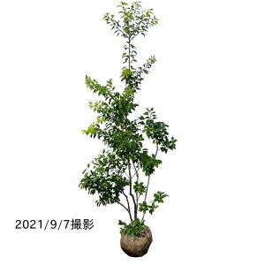 シンボルツリー ソヨゴ 盆栽 植木の人気商品 通販 価格比較 価格 Com